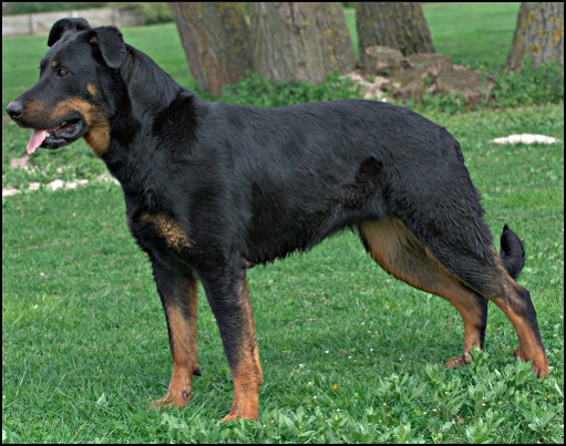 Beauceron