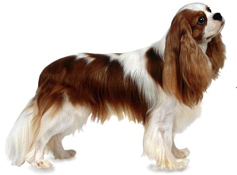 Cavalier king charles spaniel