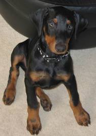 Doberman